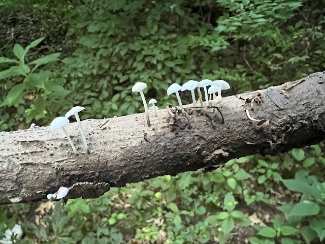 REFS T&W - Fungi 2025 - image 5