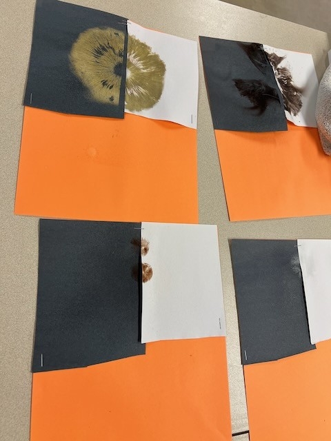 REFS T&W - Fungi 2025 - image 3